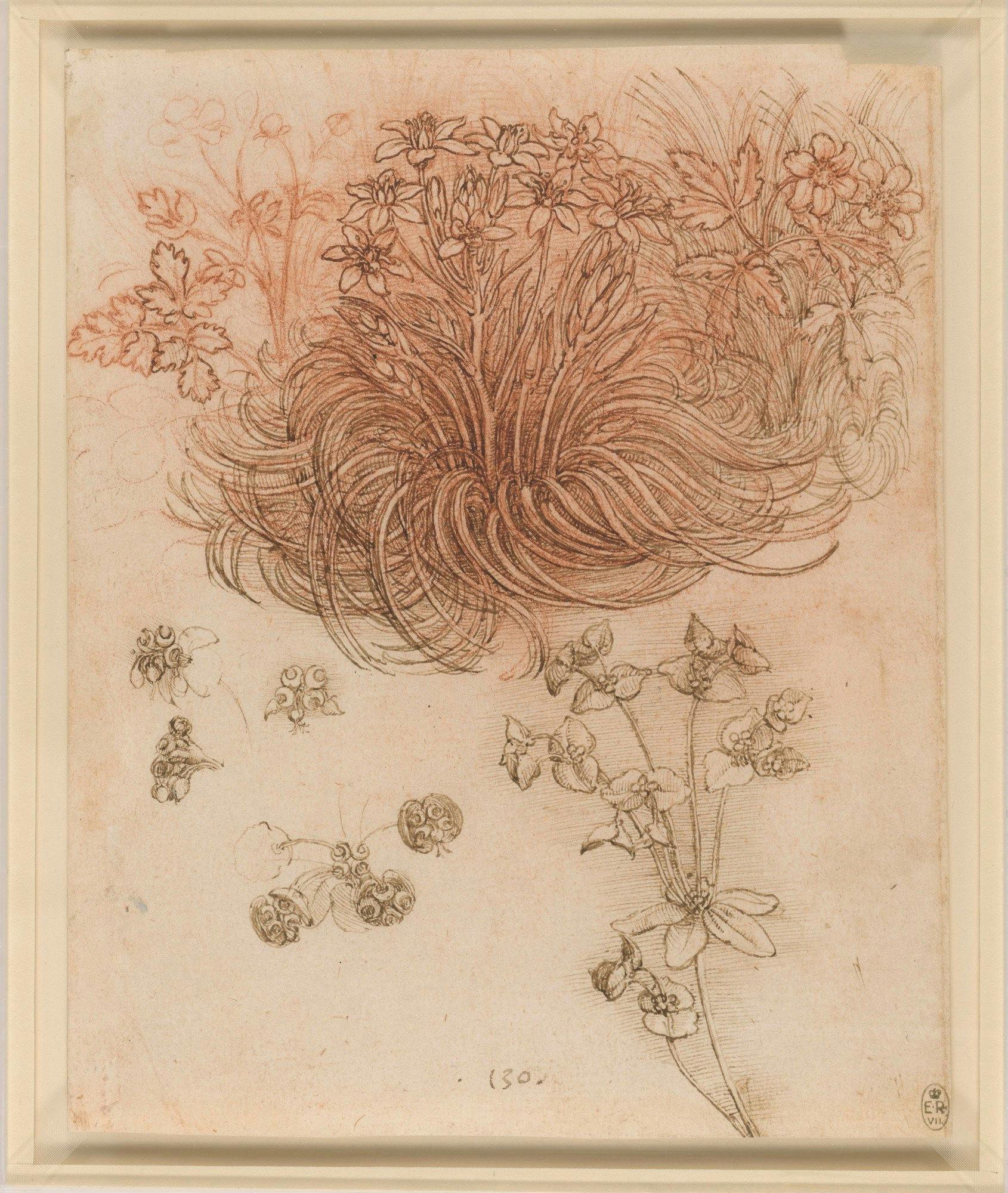 Leonardo Da Vinci, A star-of-Bethlehem and other plants c.1506-12, Red chalk, pen and ink | 19.8 x 16.0 cm (sheet of paper) | RCIN 912424