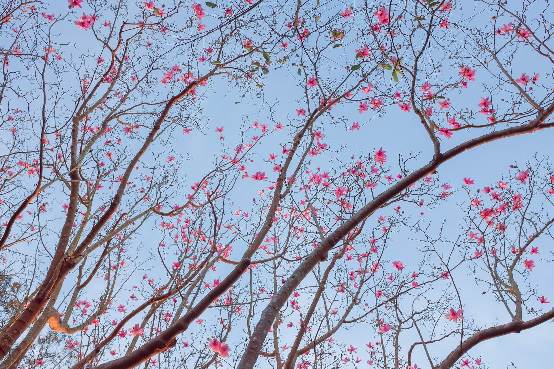 magnolias at SF botanical garden